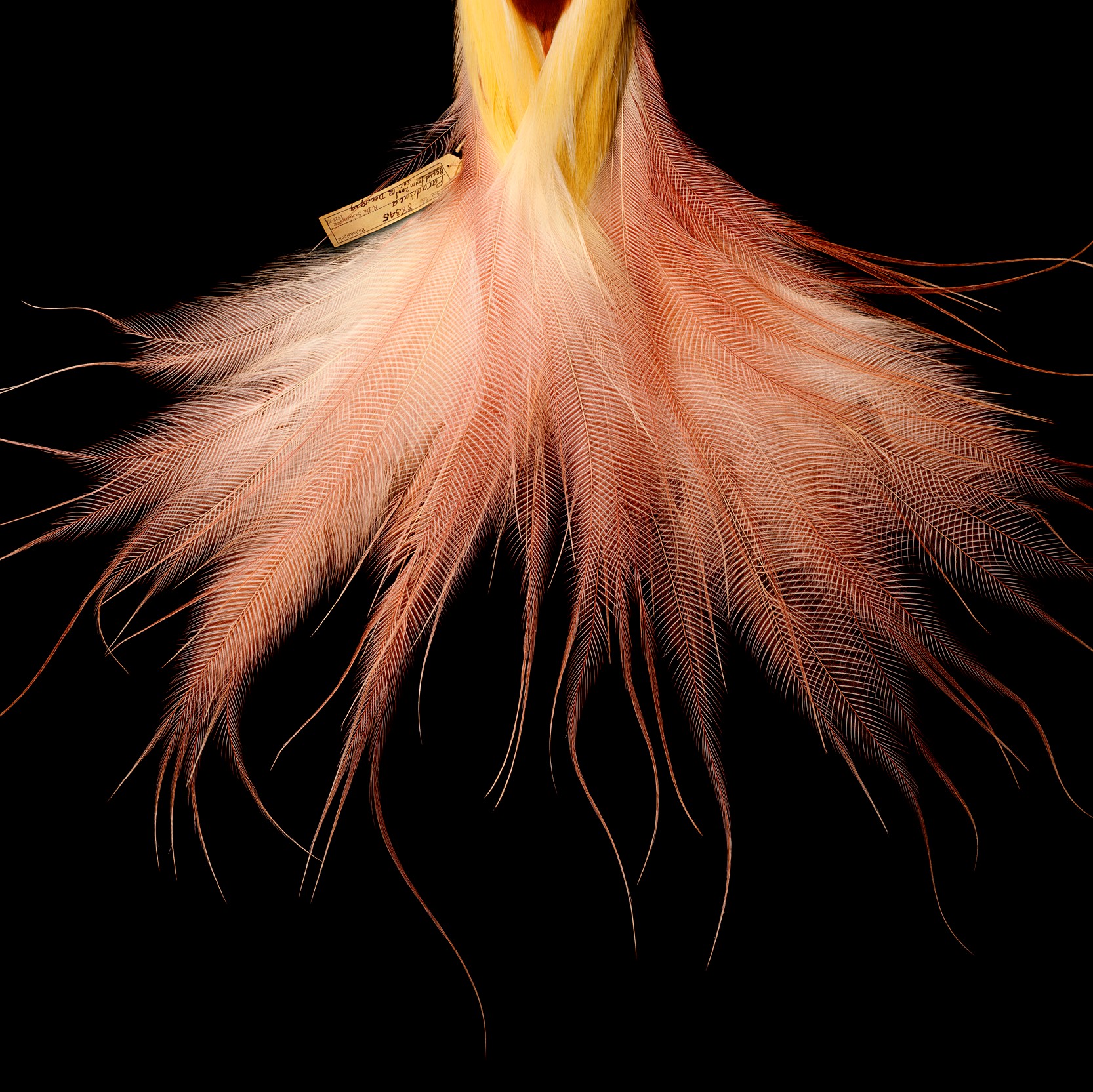 Goldie's Bird of Paradise